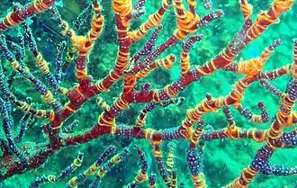 Ophiothela mirabilis, in situ.