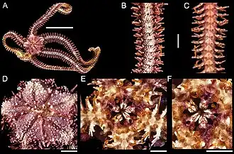 Ophiothela mirabilis, détails.