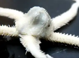 Ophiotholia spathifer, une Ophiohelidae.