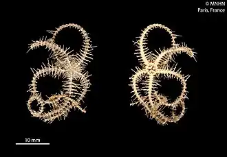 Ophiothrix spinosissima