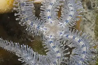 Ophiothrix spongicola