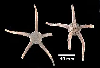 Ophiozonella marmorea