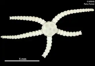 Ophiozonella novaecaledoniae