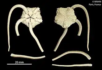 Ophiura carinifera (MNHN).