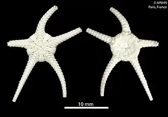 Ophiura caledonica (MNHN).