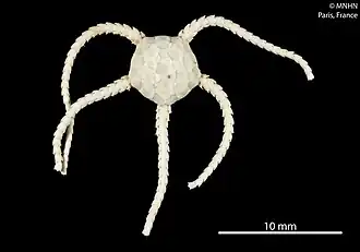 Ophiura flexibilis (MNHN).