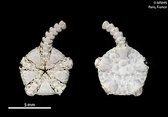 Ophiura imprudens (MNHN).