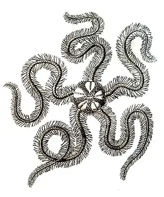 Description de l'image OphiureHaeckel Ophiothrix fragilis.jpg.