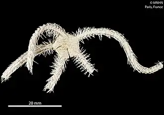 Ophiurochaeta mixta (MNHN)