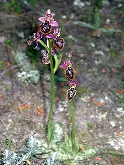 Ophrys ×heraultii