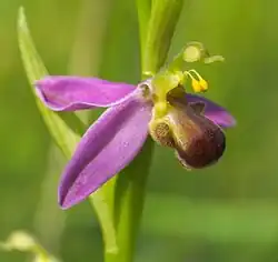 Ophrys apifera var. bicolor.