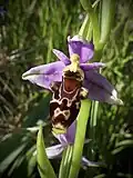 Ophrys scolopax (Hérault, France)