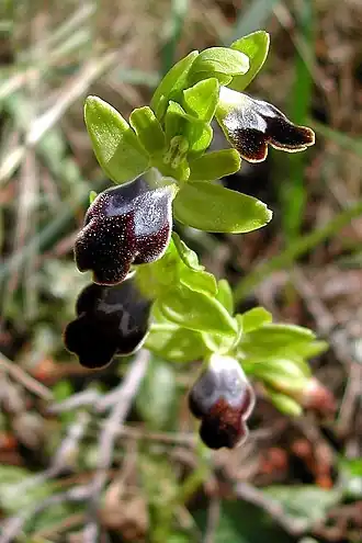 Ophrys brun