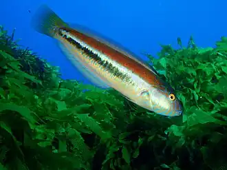 Ophthalmolepis lineolata