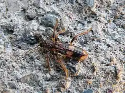 Clairon porte-croix.