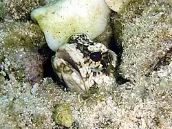 Opistognathus&nbsp;(en) macrognathus