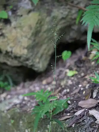 Description de l'image Oplismenus compositus edautitidimizs01.jpg.