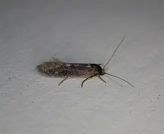 Description de l'image Opogona_omoscopa.jpg.