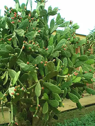 Description de l'image Opuntia_cochenillifera,_Kumasi,_Ghana_-_20080318.jpg.
