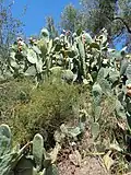 Opuntia ficus-indica.