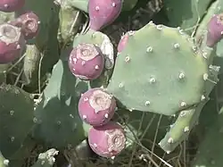 Photo des raquettes montrant les fruits pourpres caractéristiques.