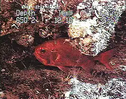 Hoplostethus atlanticus, un Trachichthyidae