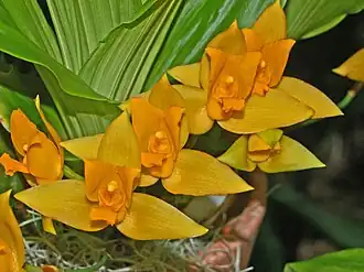 Description de l'image Orchidaceae - Lycaste aromatica.JPG.