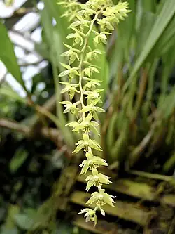 Description de l'image Orchidaceae Dendrochilum abbreviatum 1.jpg.