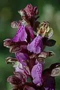 Orchis de Spitzel