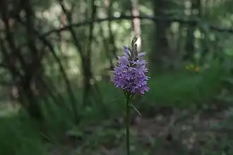 Orchis de Fuchs dans le vallon du Refrei (Tende et La Brigue)