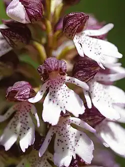 Fleurs d'Orchis purpurea