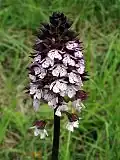 Orchis pourpre