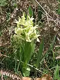 Orchis sureau (dans les landes à genêts au mois de mai).