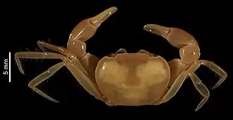 Description de l'image Orcovita mollitia (MNHN-IU-2008-11284) 001.jpeg.