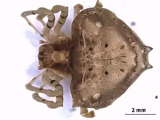 Description de l'image Ordgarius sexspinosus by Siddharth Kulkarni.jpg.