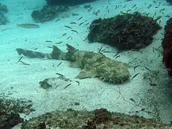 Orectolobus maculatus