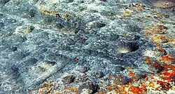 Photographie d'une pierre bleutée avec des trous qui sont des cupules.