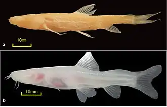 Description de l'image Oreonectes daqikongensis.jpg.