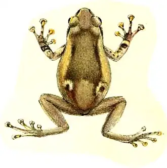 Description de l'image Oreophryne variabilis (Boulenger, 1896) - dorsal view.jpg.