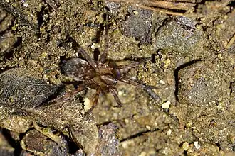 Description de l'image Orepukia poppelwelli 274945156.jpg.