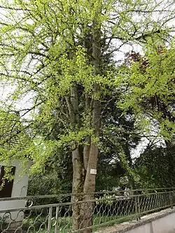 Le Ginkgo biloba.