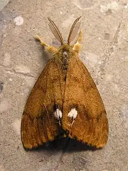 Orgyia antiqua (mâle)