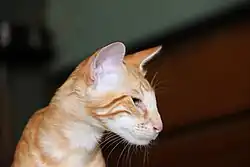 Mandarin roux tabby.