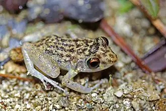 Description de l'image Oriente Mottled Frog (Eleutherodactylus simulans) (8571332655).jpg.