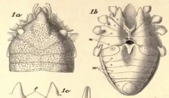 Description de l'image Original illustration of Ogovea nasuta.png.