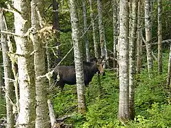 Une femelle orignal dans les bois de la réserve faunique de Matane