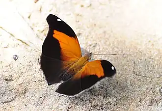 CoeiniHistoris odius