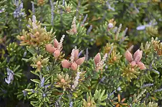 Description de l'image Orites revoluta - Proteaceae.JPG.