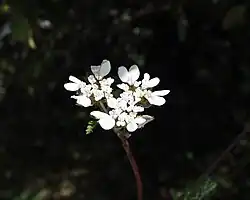 Gros plan sur une ombelle à trois rayons dont les fleurs ont des pétales blancs sur fond noir.