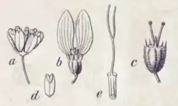 Dessin schématique montrant cinq organes floraux décomposés.